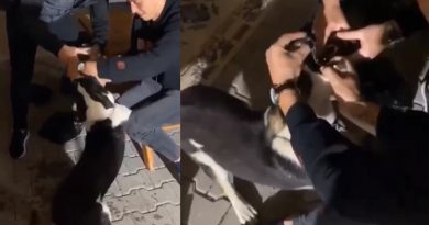 Köpeğe alkol işkencesi