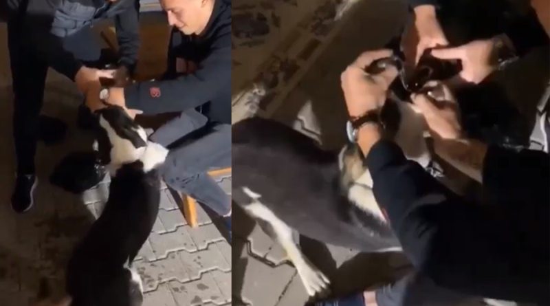 Köpeğe alkol işkencesi