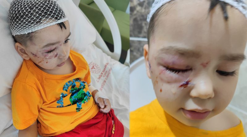 Köpek güzellik yarışmasında dehşet