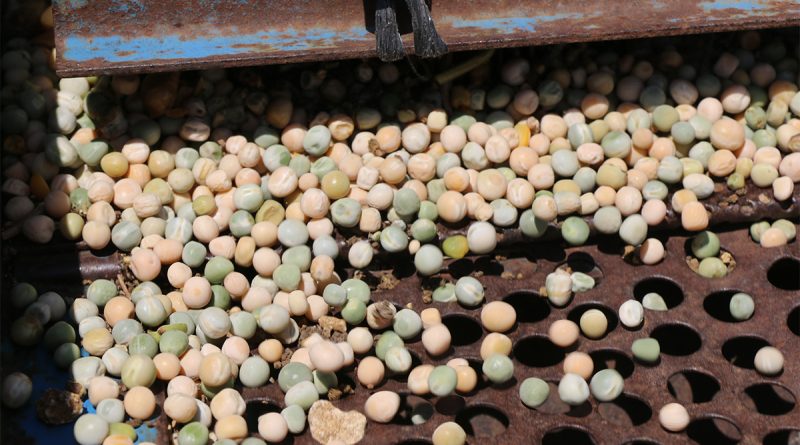 Kuru bezelye mutfağa giriyor