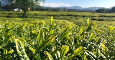 Lipton Doğu Karadeniz’de çay hasadına başladı