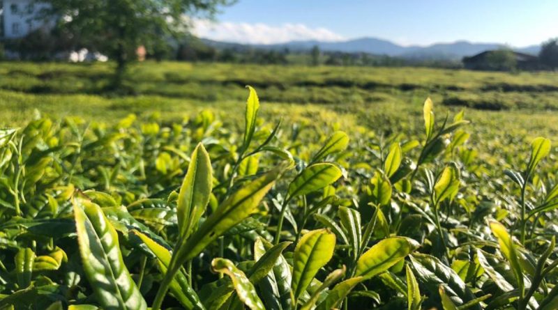 Lipton Doğu Karadeniz’de çay hasadına başladı