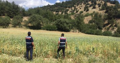 Manisa’da yasa dışı ekilen 280 bin kök haşhaş bitkisi ele geçirildi