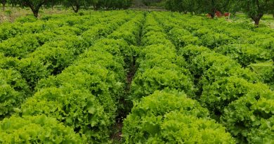 Marul tarlada 2 lira tezgahta 10 lira