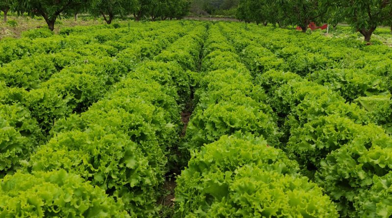 Marul tarlada 2 lira tezgahta 10 lira