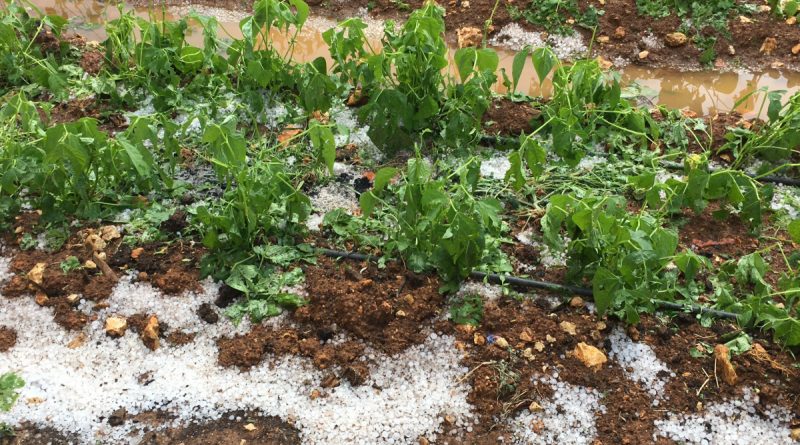 Mersin’de dolu bin 573 dekar alanda zarara yol açtı