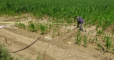 Mısır tarlasında erkek cesedi bulundu