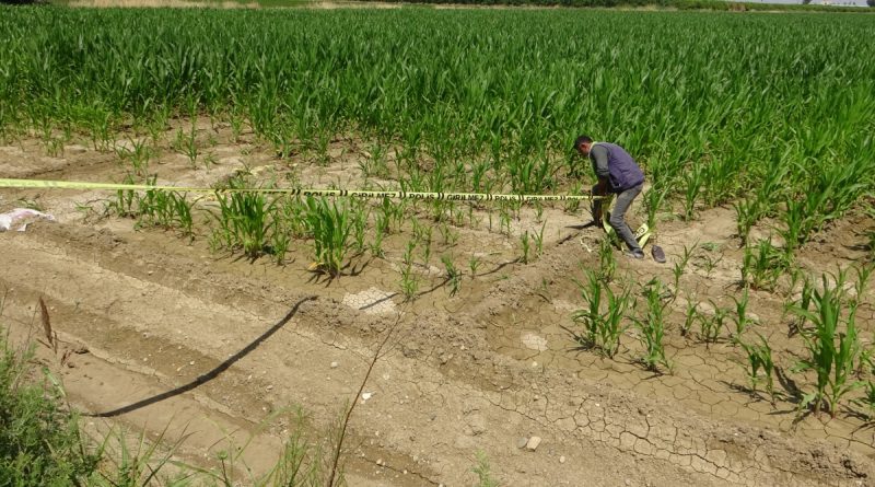 Mısır tarlasında erkek cesedi bulundu