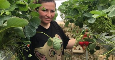 Mühendis çift mesleklerini bırakıp çilek serası kurdu