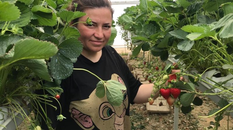 Mühendis çift mesleklerini bırakıp çilek serası kurdu