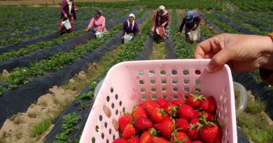 Ordu’da çilek hasadı başladı