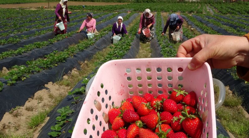 Ordu’da çilek hasadı başladı