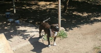 Pitbull cinsi köpeği sokakta ağızlık ve tasmasız gezdiren şahsa 14 bin TL ceza