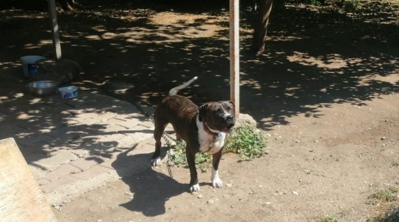 Pitbull cinsi köpeği sokakta ağızlık ve tasmasız gezdiren şahsa 14 bin TL ceza