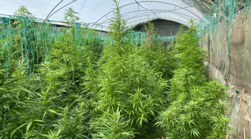 Sera kurup kenevir yetiştirmişler