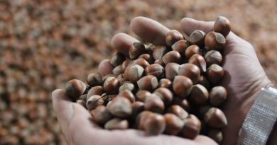 Serbest piyasada fındık fiyatı yükseldi