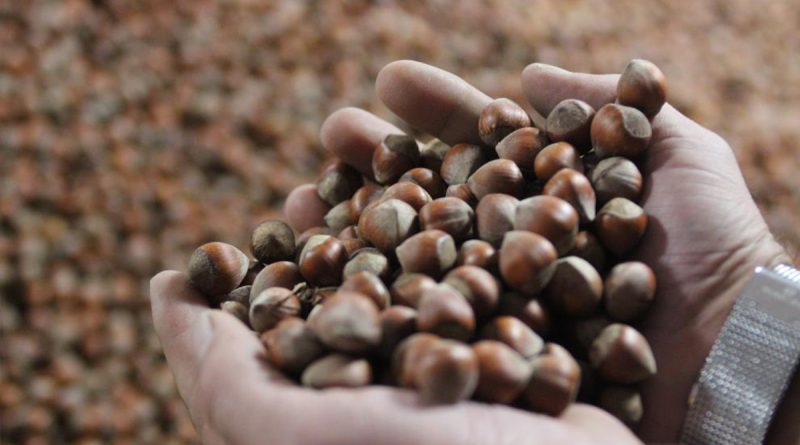 Serbest piyasada fındık fiyatı yükseldi