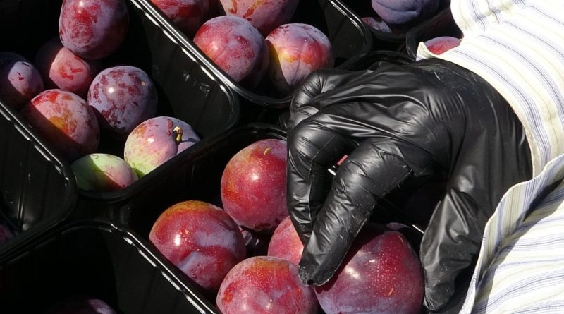 Siyah erikte ilk hasat