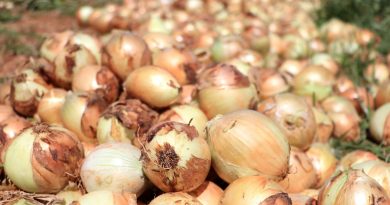 Soğan çiftçinin yüzünü güldürüyor