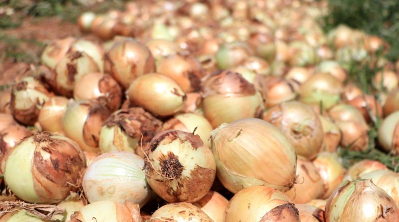 Soğan çiftçinin yüzünü güldürüyor