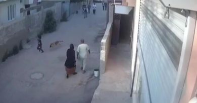 Sokak köpeğinin küçük çocuğa saldırdığı anlar kamerada