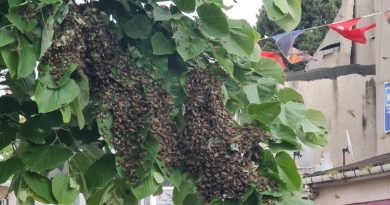 Tekirdağ bir sokakta arı istilası: Vatandaş kaçacak yer aradı