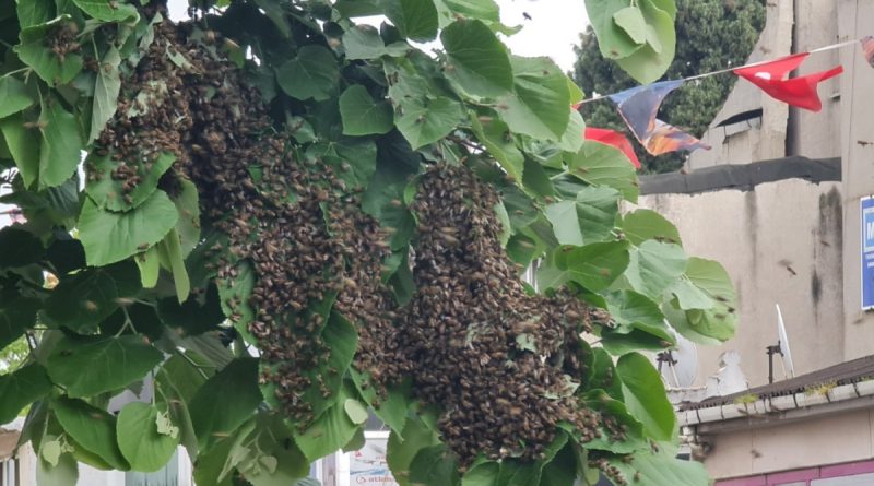 Tekirdağ bir sokakta arı istilası: Vatandaş kaçacak yer aradı