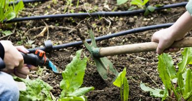 'Terasta Tarım' alanında öğrenciler ağırlanmaya devam ediliyor