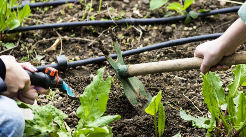 'Terasta Tarım' alanında öğrenciler ağırlanmaya devam ediliyor