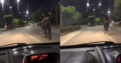 Trafikte atla yarıştı, araç sürücüsü ise spiker gibi anlattı