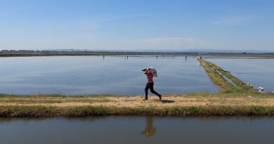Türkiye’nin çeltik ambarında ekim zamanı
