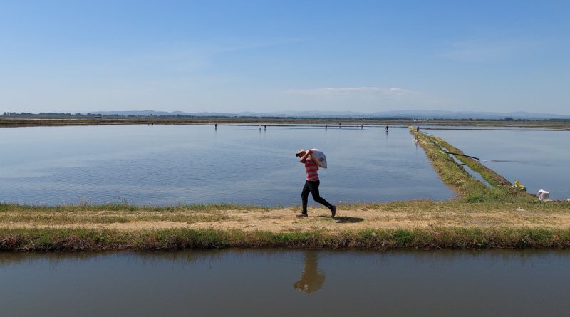 Türkiye’nin çeltik ambarında ekim zamanı