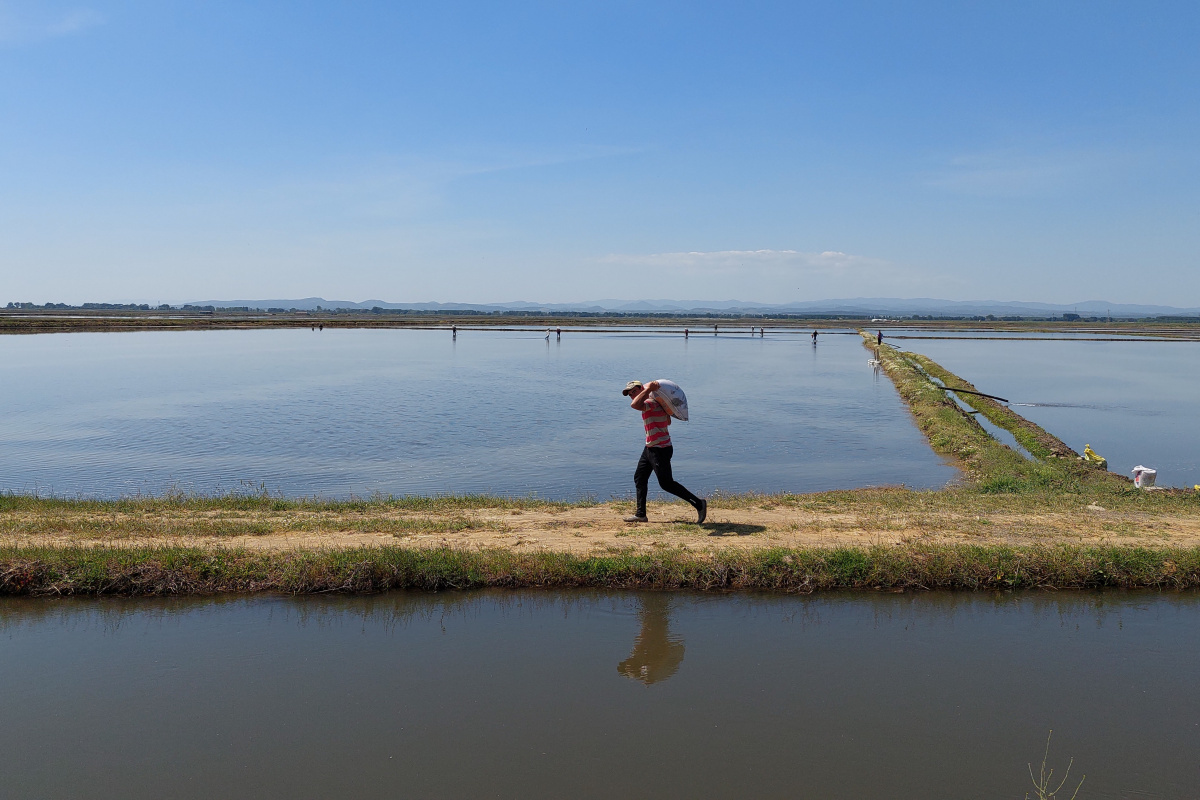 Türkiye’nin çeltik ambarında ekim zamanı