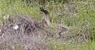 Türkiye’nin en zehirli yılanlarının çiftleşme dansı kamerada