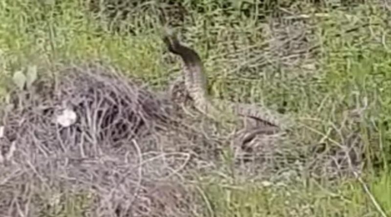 Türkiye’nin en zehirli yılanlarının çiftleşme dansı kamerada