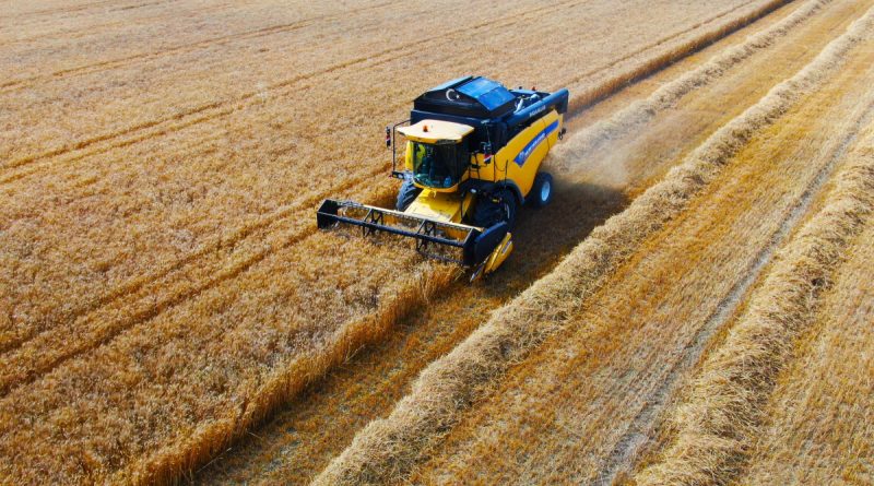 Ukrayna-Rusya savaşıyla önemi artan buğdayın Adana’da hasadı başladı