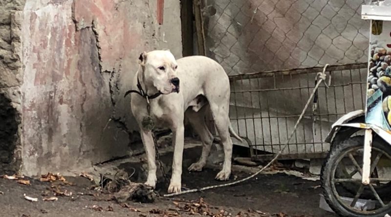 Yasaklı ırk köpeği direğe bağlayıp kaçtılar