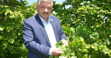 Yeni sezon fındık fiyatlarında 50 lira beklentisi