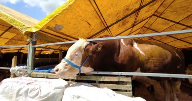 180 kiloluk minik büyükbaş 'Çakır' alıcısını bekliyor