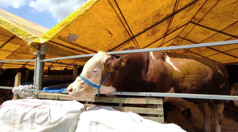 180 kiloluk minik büyükbaş 'Çakır' alıcısını bekliyor