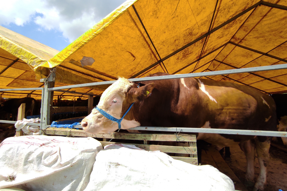 180 kiloluk minik büyükbaş 'Çakır' alıcısını bekliyor