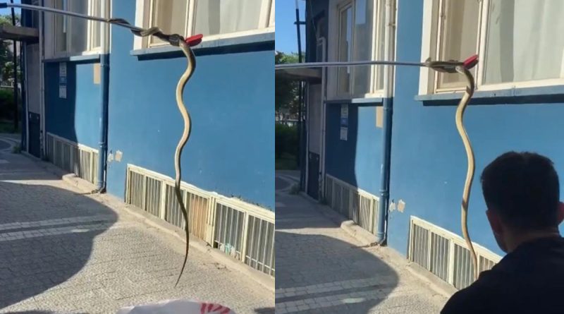 2 metrelik yılan, korku dolu anlar yaşattı