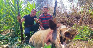 250 kiloluk dev domuz, avcılar tarafından vuruldu