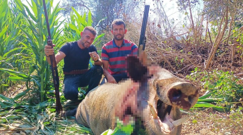 250 kiloluk dev domuz, avcılar tarafından vuruldu