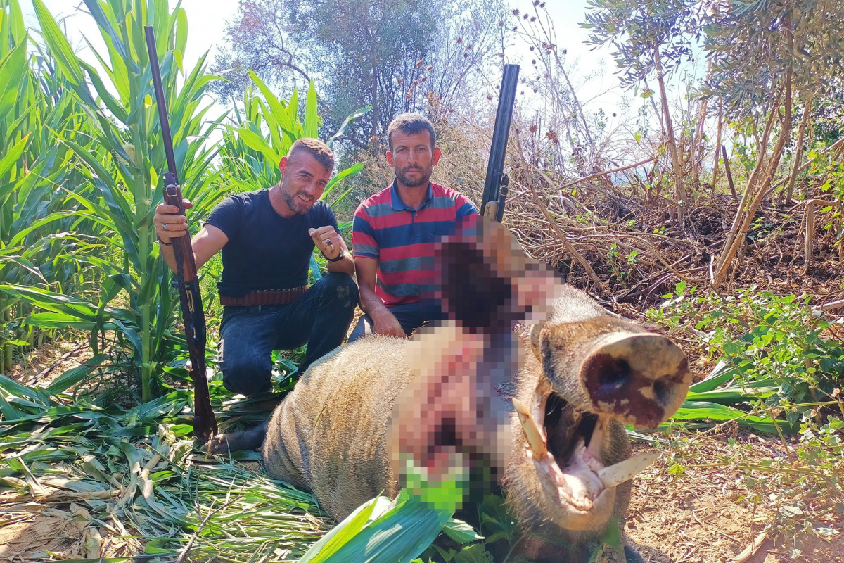 250 kiloluk dev domuz, avcılar tarafından vuruldu