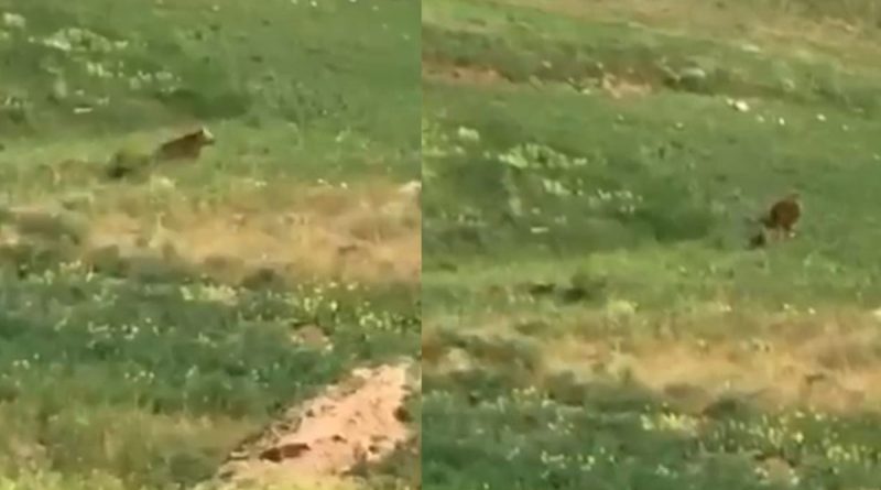 Aç kalan ayı ve yavruları ilçe merkezine indi