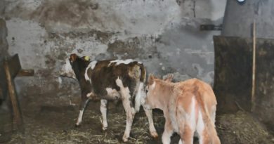 Ahıra girenlerden korkup dereye atlayan buzağılara itfaiyeden zorlu kurtarma