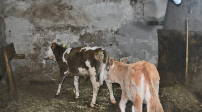 Ahıra girenlerden korkup dereye atlayan buzağılara itfaiyeden zorlu kurtarma