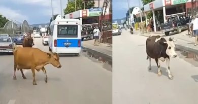 Ana yola inen inekler araç sürücülerine zor anlar yaşattı