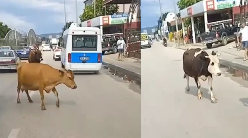 Ana yola inen inekler araç sürücülerine zor anlar yaşattı